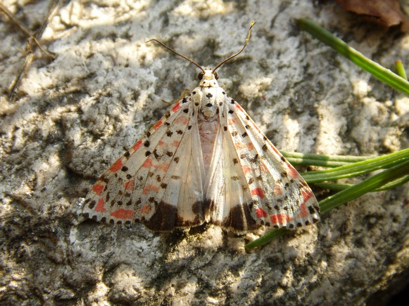 Utetheisa pulchella